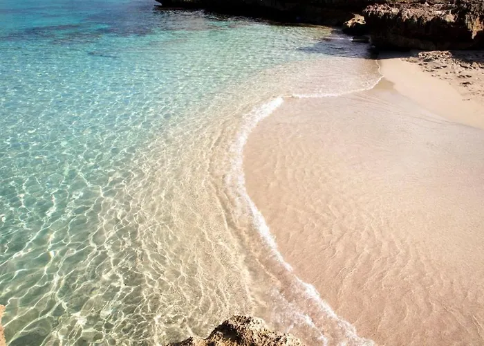 Le Di Palma - Viola *